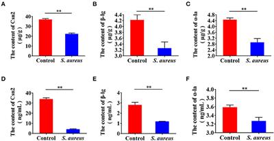 Intracellular Staphylococcus aureus Infection Decreases Milk Protein Synthesis by Preventing Amino Acid Uptake in Bovine Mammary Epithelial Cells